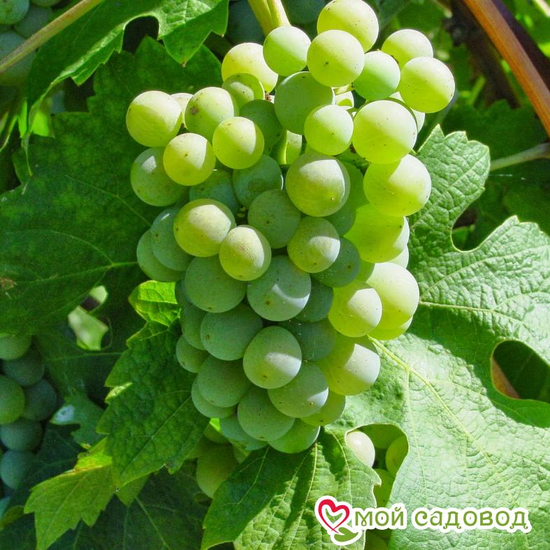 Виноград Антоний Великий