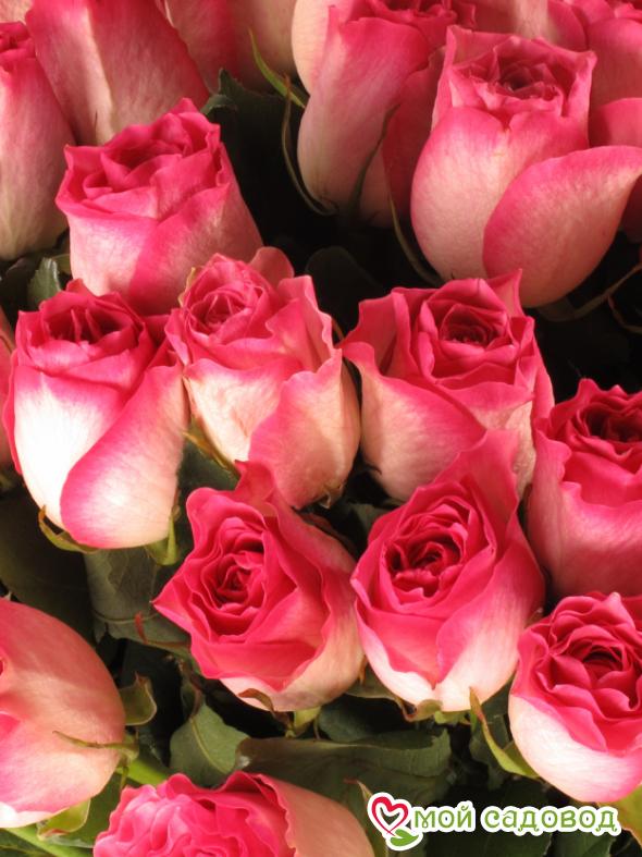 Роза Малибу