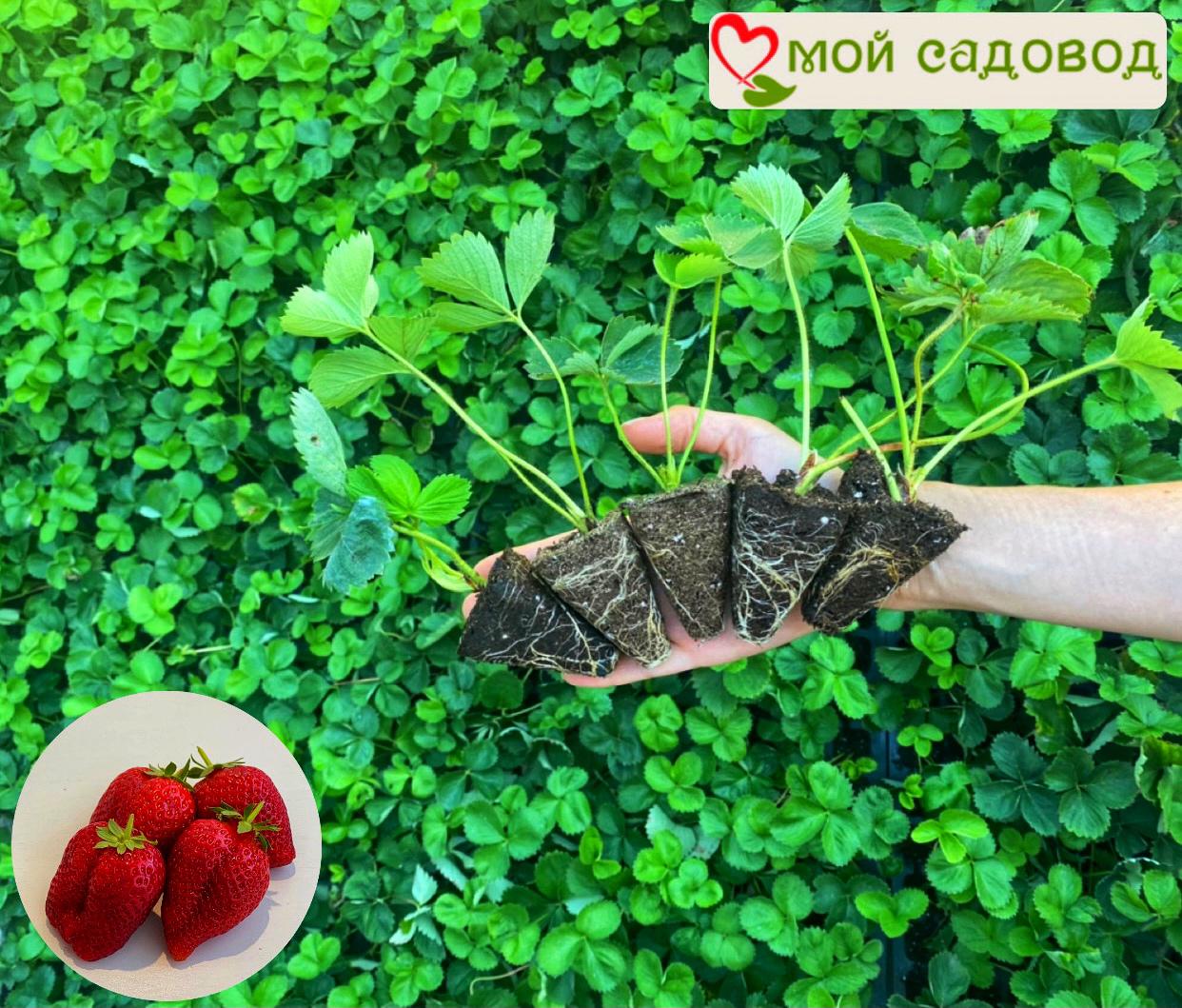 Клубника Зенга Зенгана (Высокоурожайный сорт)